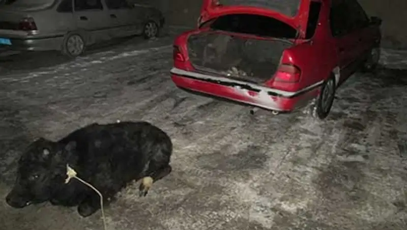 Группу скотокрадов, орудовавшую в Кызылординской области, задержали полицейские