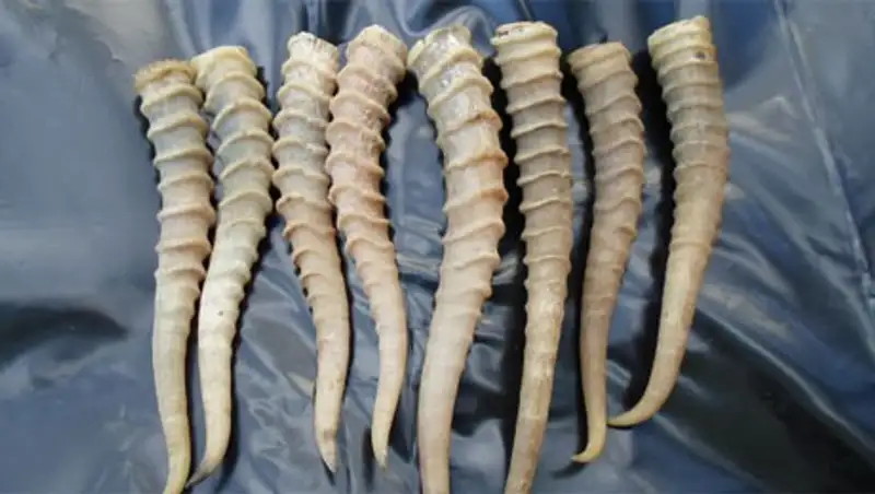 В Кызылординской области у браконьеров изъяли 180 рогов сайги