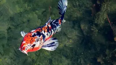 pixabay.com, фото - Новости Zakon.kz от 16.09.2021 19:42