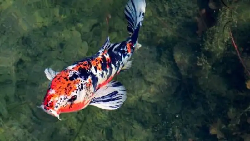 Мужчина случайно убил карпа экс-супруги из-за мести