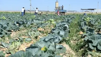 Пресс-служба акима ЮКО, фото - Новости Zakon.kz от 24.05.2018 18:11