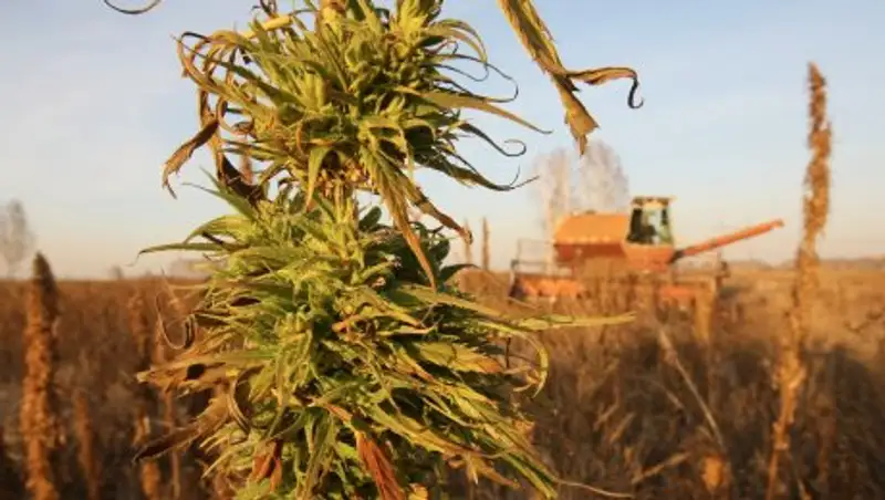 В России могут в два раза повысить штрафы за выращивание конопли