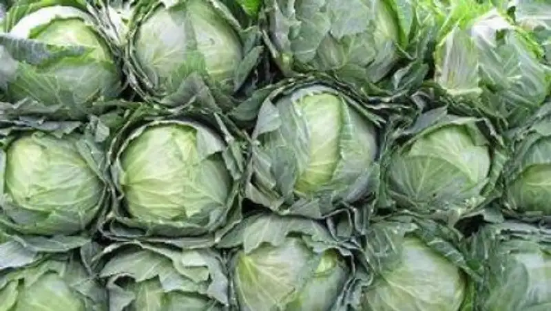 Казахстан вернул завезенные из Кыргызстана 30 тонн капусты и 2 тонны картофеля