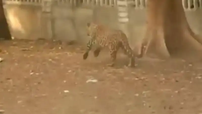 В Сети появилось видео нападения леопарда на людей