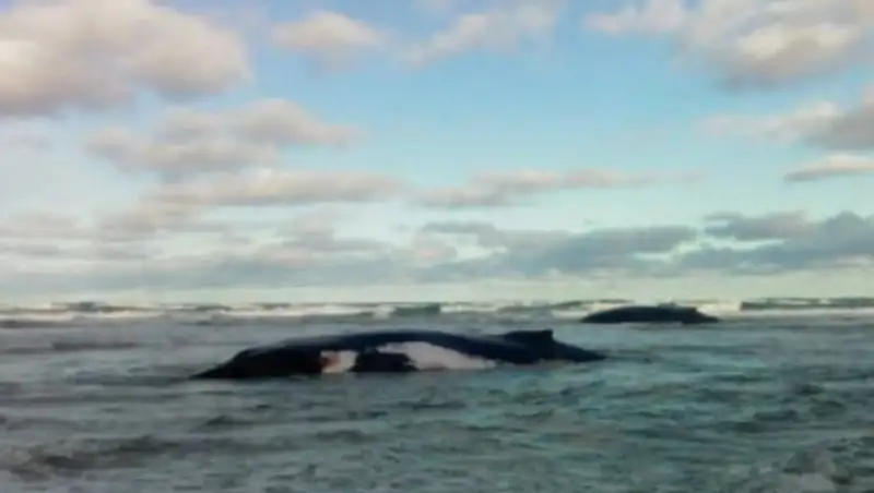 Застрявшие на пляже киты попали на видео