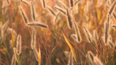 трава, фото - Новости Zakon.kz от 06.07.2023 11:02