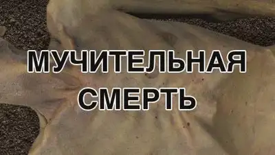 Минздрав, фото - Новости Zakon.kz от 07.12.2020 13:26