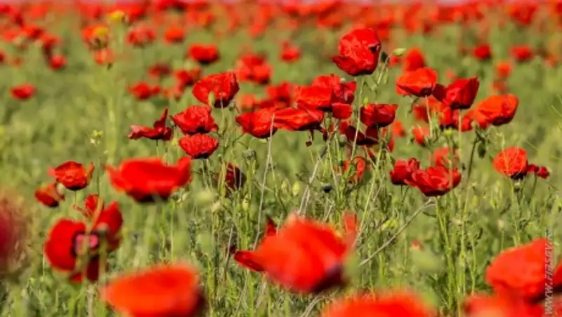 22 мая на большей части территории Казахстана сохраняется погода без осадков