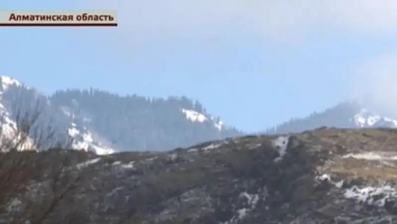 В Алматинской области выясняют, кто рубит реликтовый лес