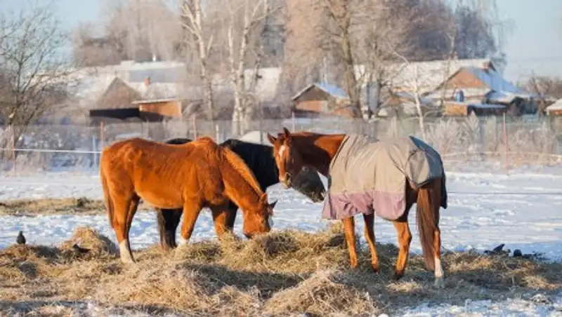 В Акмолинской области исчезли 200 лошадей вместе с табунщиком