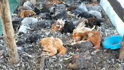 Бродячие собаки напали на подворье в Костанае , фото - Новости Zakon.kz от 07.09.2023 05:39