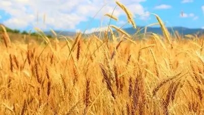 Казахстан возобновил поставки пшеницы зерновозами в Китай