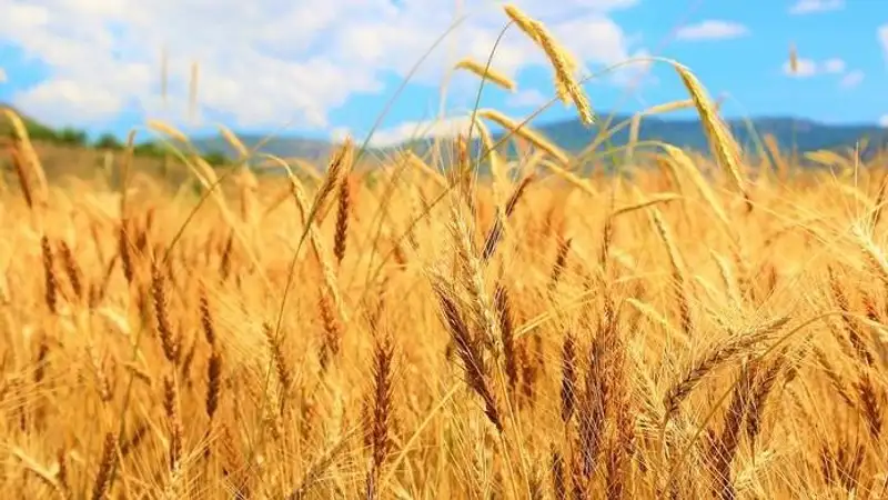 Казахстан возобновил поставки пшеницы зерновозами в Китай