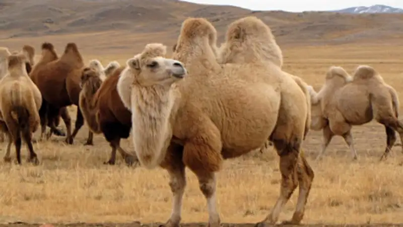 В Австралии убьют 10 тысяч верблюдов