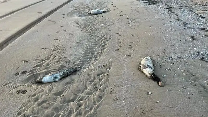 Массовую гибель тюленей и осетров на Каспии прокомментировали в Минэкологии