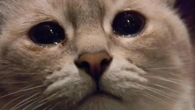 Общественники Караганды разыскивают сжегших заживо кошку