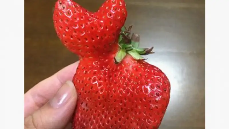 Клубника-мутант превратилась в кота