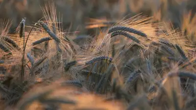 В Казахстане ограничили ввоз пшеницы