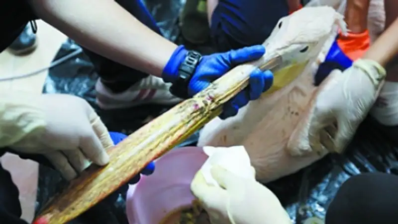 Пеликан из китайского зоопарка получил распечатанный на 3D-принтере клюв