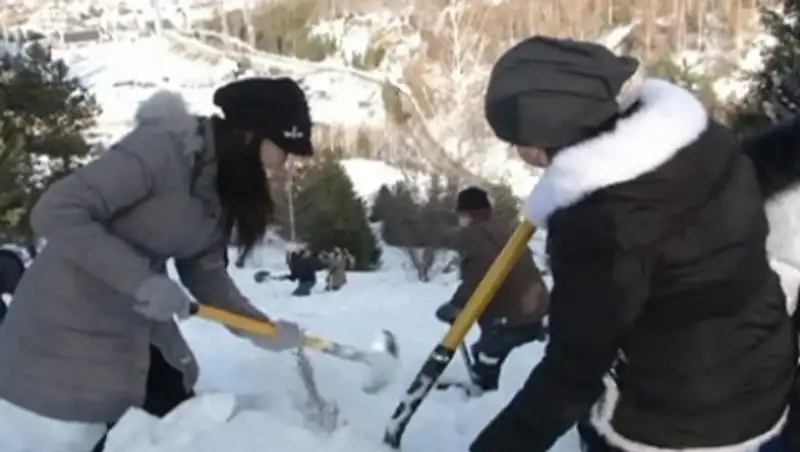 В Алматы в 2015 году станет на 30 тысяч деревьев больше