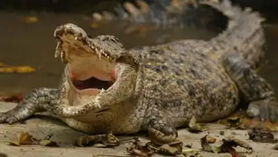 Zakon.kz, фото - Новости Zakon.kz от 25.04.2017 22:22