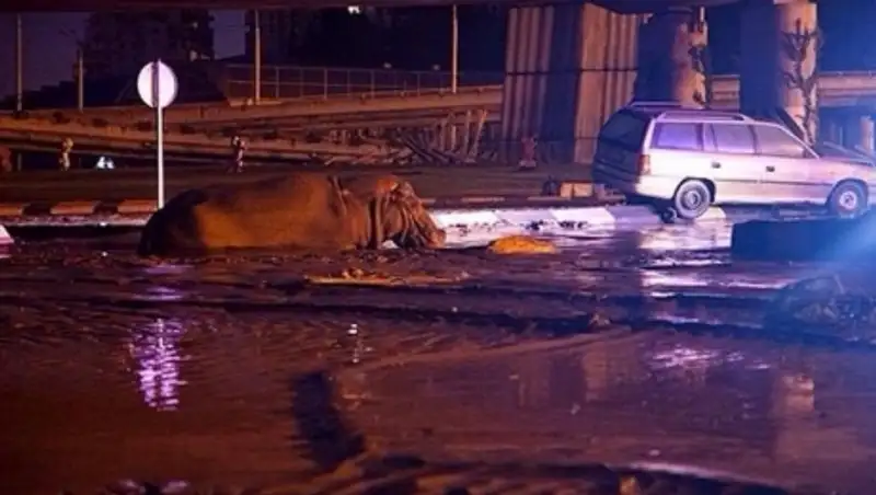 Пользователи соцсетей выкладывают фото сбежавших из зоопарка Тбилиси животных