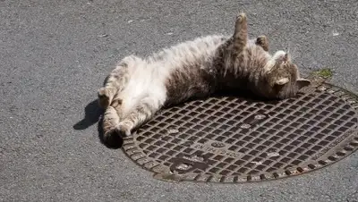 pixabay.com, фото - Новости Zakon.kz от 18.11.2019 22:31