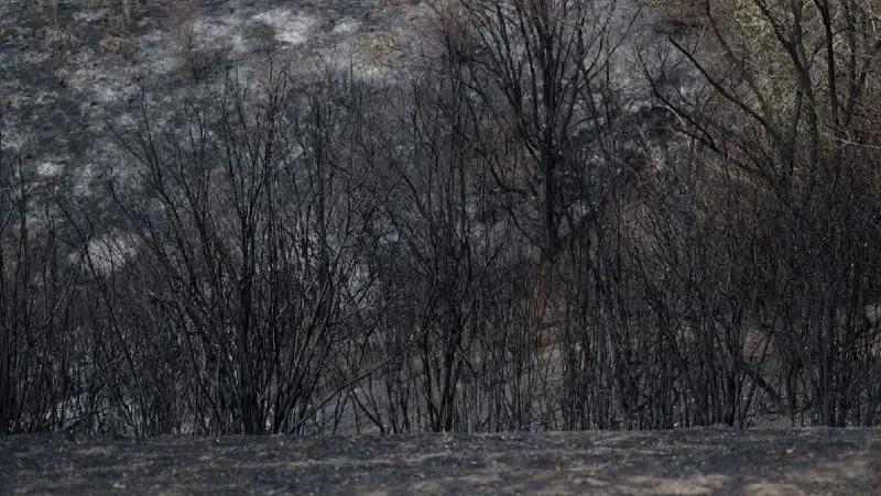 Поджигатель сухостоя попал на видео в Алматинской области , фото - Новости Zakon.kz от 07.09.2022 17:22