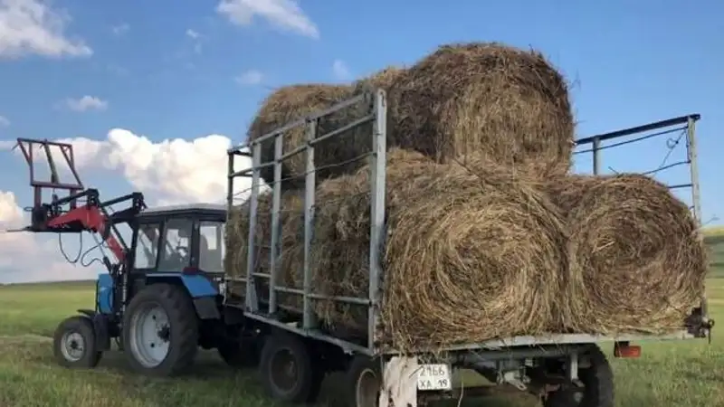 Животноводы Абайской области бьют тревогу из-за дефицита сена