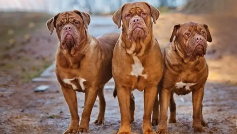 Две собаки загрызли свою хозяйку насмерть