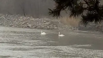 акимат Алматинской области, фото - Новости Zakon.kz от 09.04.2020 17:46