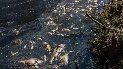 Морозы могли стать причиной массовой гибели рыбы в СКО , фото - Новости Zakon.kz от 22.05.2023 02:21