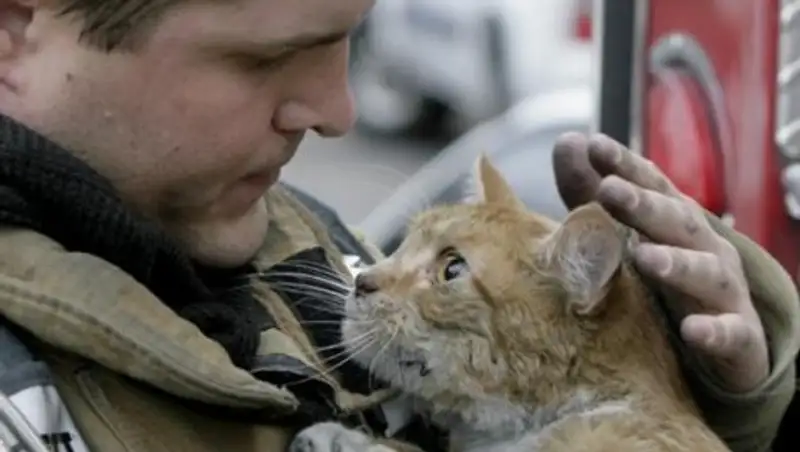 Карагандинские спасатели помогли упитанному коту