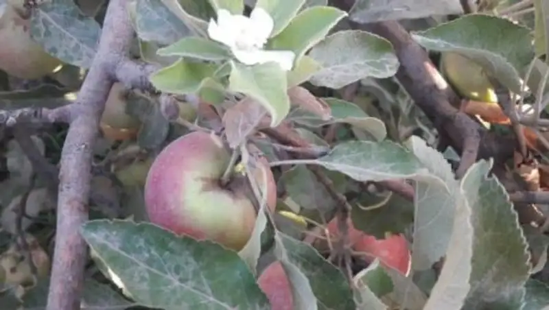 Яблони зацвели в октябре в Шымкенте