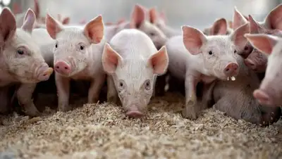 domashnie-zhivotnii.ru, фото - Новости Zakon.kz от 19.09.2018 13:18