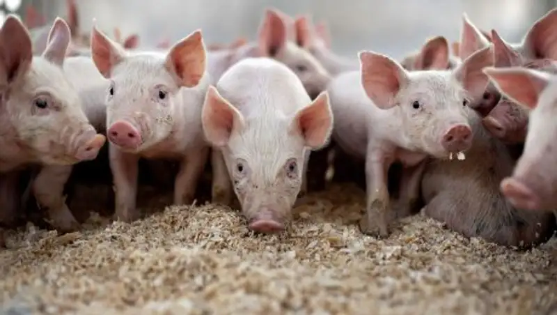 Все больше стран отказываются от бельгийской свинины из-за АЧС