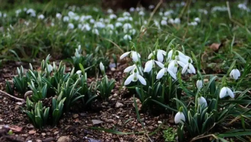 В Южном Казахстане зацвели подснежники