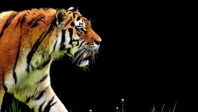 зоопарк Караганда видео ласковый тигр, фото - Новости Zakon.kz от 18.06.2022 15:17