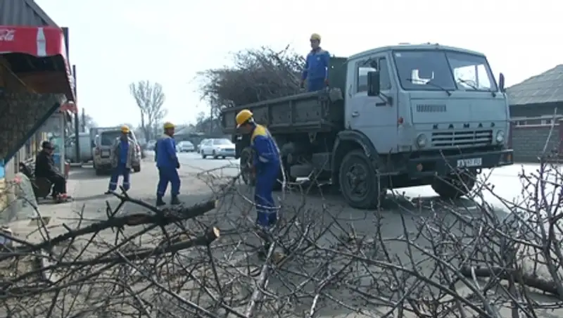 В Алматы началась санитарная обрезка деревьев