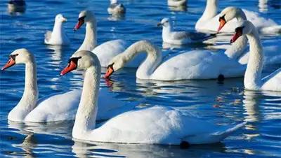 Zakon.kz, фото - Новости Zakon.kz от 04.01.2014 15:03