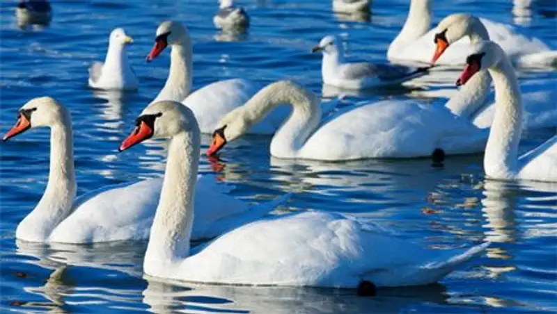 На зимовку в Актау прилетели лебеди