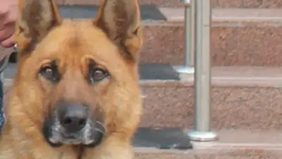 alau.kz, фото - Новости Zakon.kz от 17.10.2018 21:59