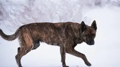 Zakon.kz, фото - Новости Zakon.kz от 25.02.2015 15:24