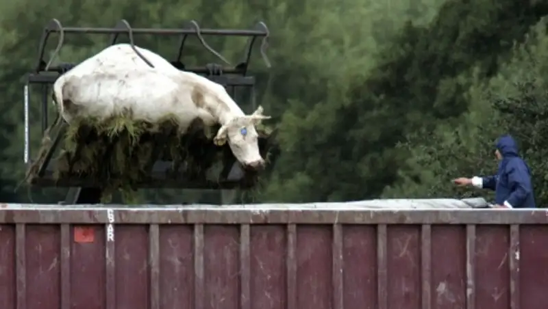 Первый за девять лет случай заболевания скота сибирской язвой выявлен в Великобритании