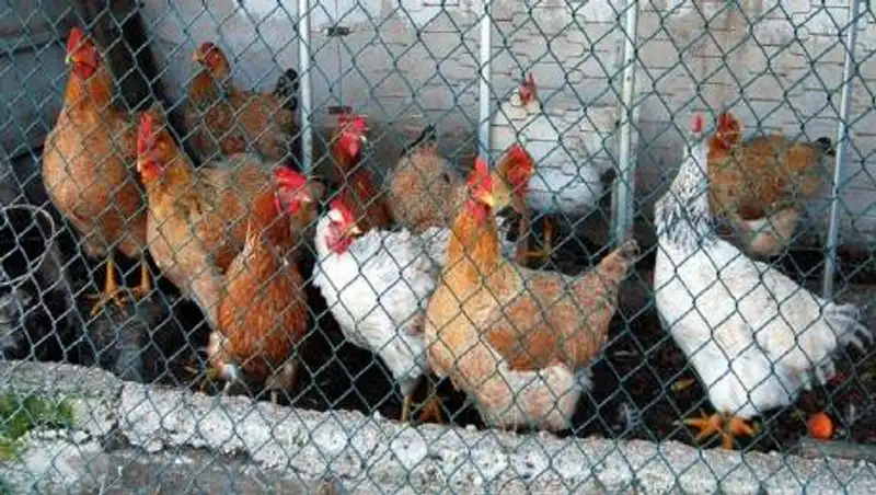 В Алматы массово регистрируют домашних птиц