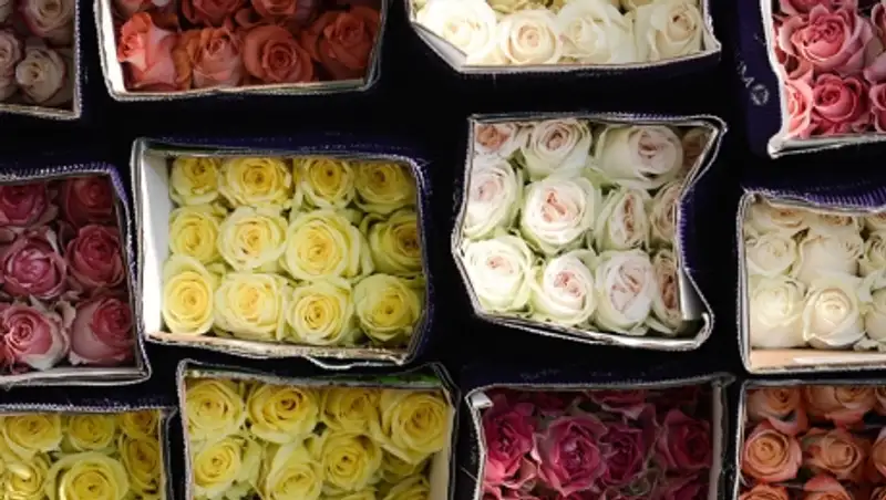 Новосибирская область вернула в Казахстан партию зараженных роз