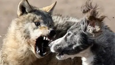 Lenta.ru, фото - Новости Zakon.kz от 27.11.2018 20:50