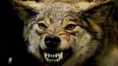 Zakon.kz, фото - Новости Zakon.kz от 20.01.2016 20:03