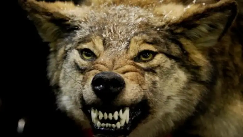 В ВКО волки стали чаще нападать на жителей деревень