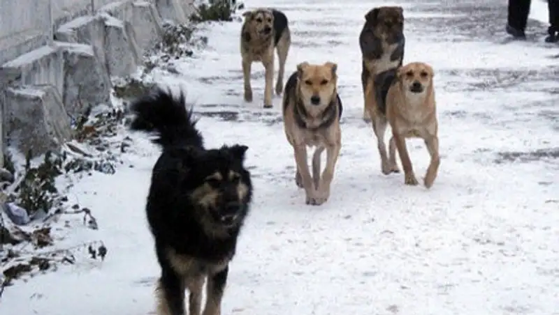 За год в Алматы от бродячих собак пострадали 2500 человек